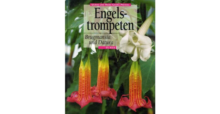 Engelstrompeten - Brugmansia und Datura