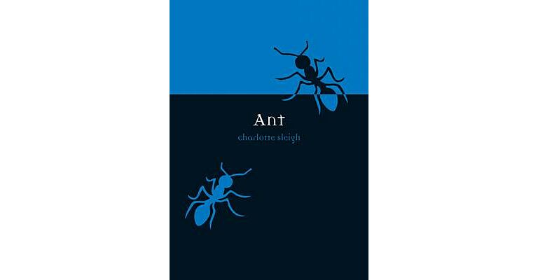 Ant
