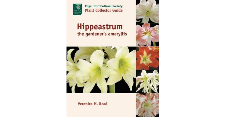 Hippeastrum - the gardener's Amaryllis