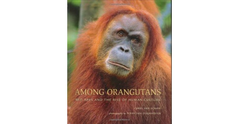Among Orangutans