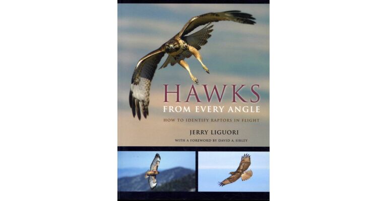 Hawks from Every Angle, How to Identify Raptors in Flight
