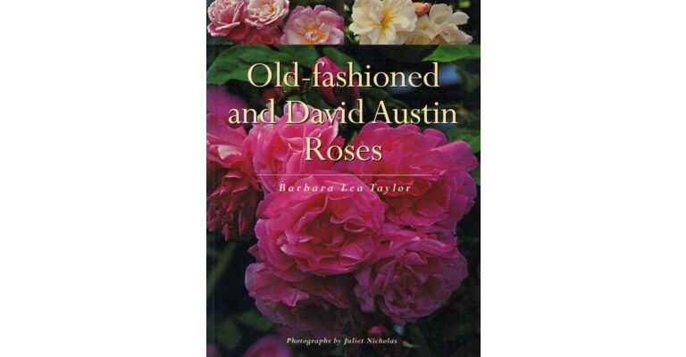 Old-fashioned and David Austin Roses