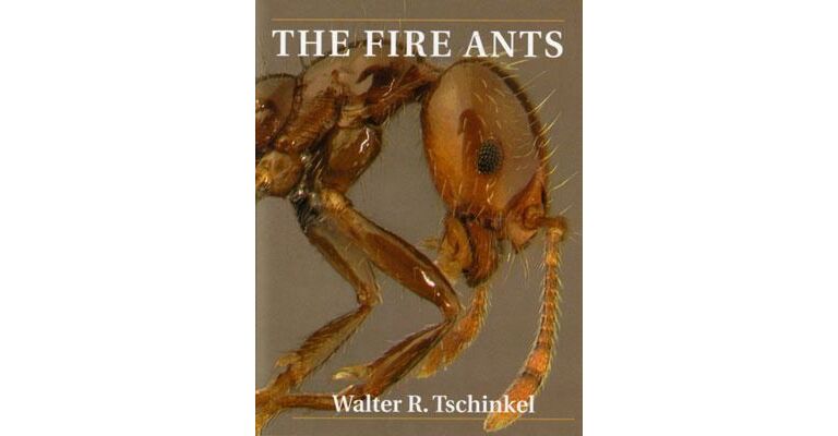 The Fire Ants