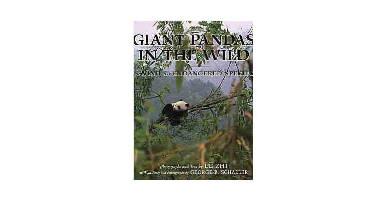 Giant Pandas In The Wild Saving An Endangered Species