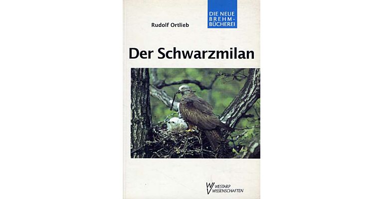 Der Schwarzmilan (milvus migrans)