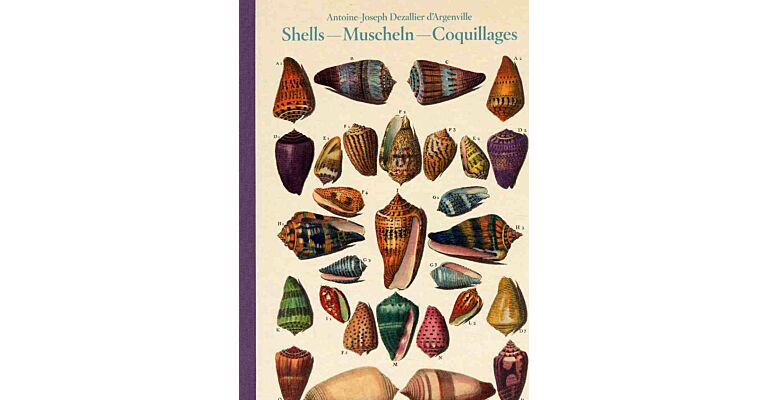 Shells - Muscheln - Coquillages