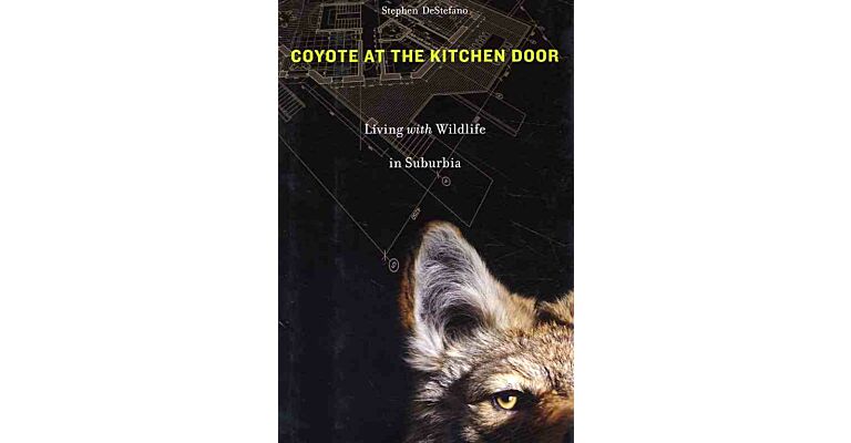 Coyote at the Kitchen Door - Living with Wildlife in Suburbia