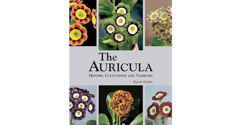 The Auricula - History, Cultivation and Varieties
