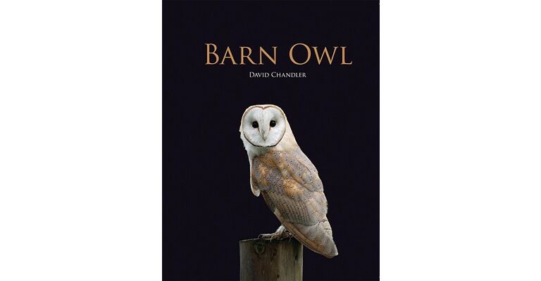 Barn Owl