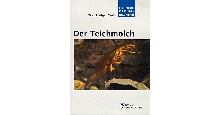 Der Teichmolch (Lissotriton vulgaris)