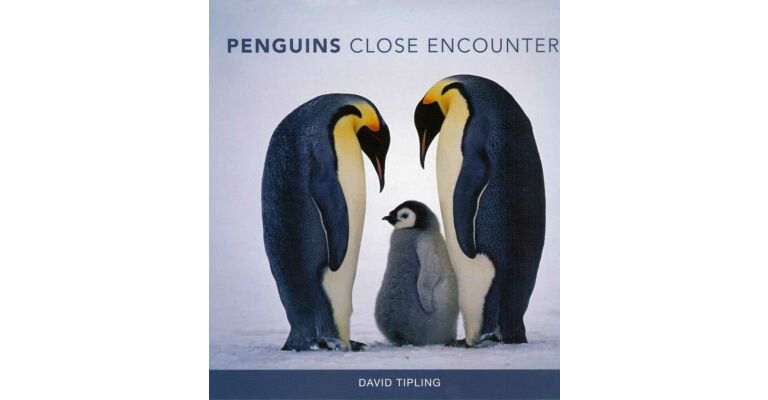 Penguins - Close Encounters
