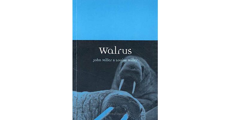 Walrus