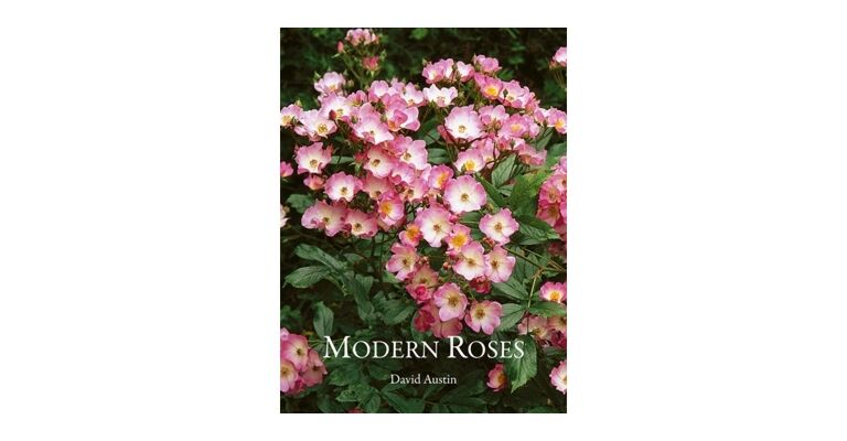 Modern, Bush and Shrub Roses