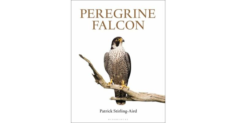 Peregrine Falcon