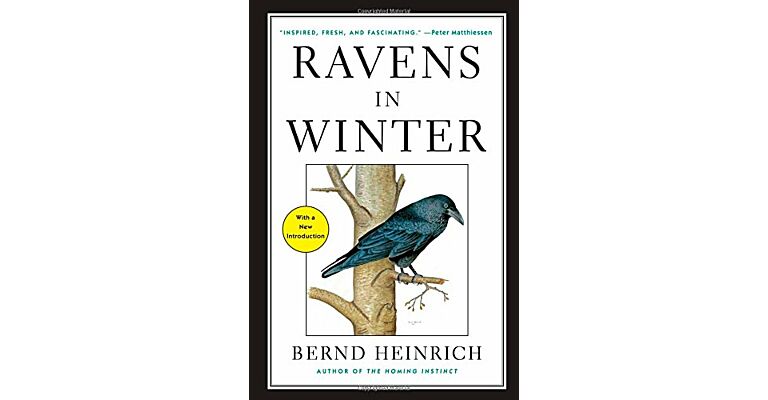 Ravens in Winter