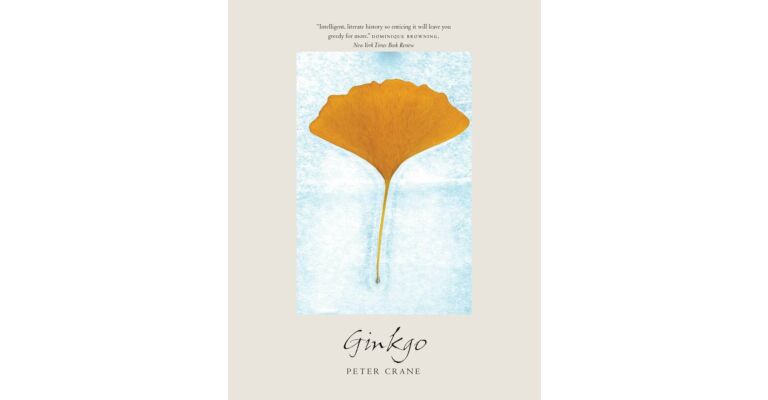 Ginkgo