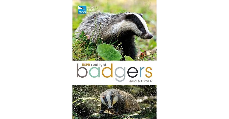 RSPB Spotlight - Badgers