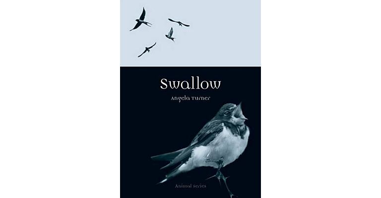 Swallow