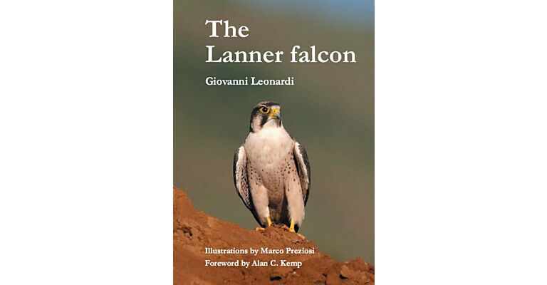 Lanner Falcon (Falco biarmicus)