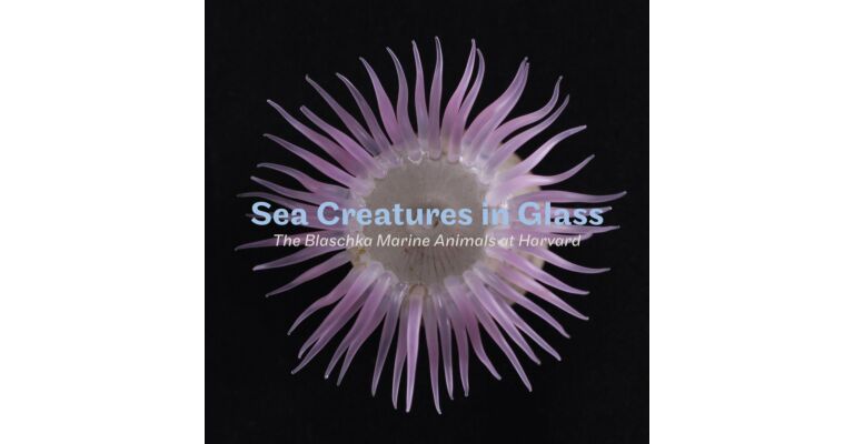 Sea Creatures in Glass - The Blaschka Marine Animals at Harvard