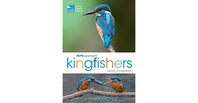 RSPB Spotlight - Kingfishers