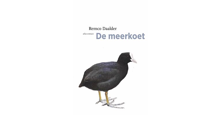 De Meerkoet