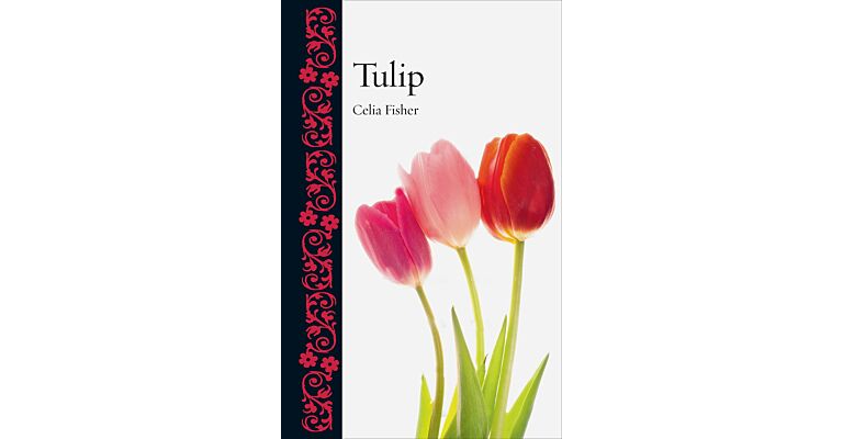 Tulip