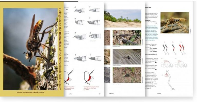 Field Guide to the Robberflies of the Netherlands and Belgium