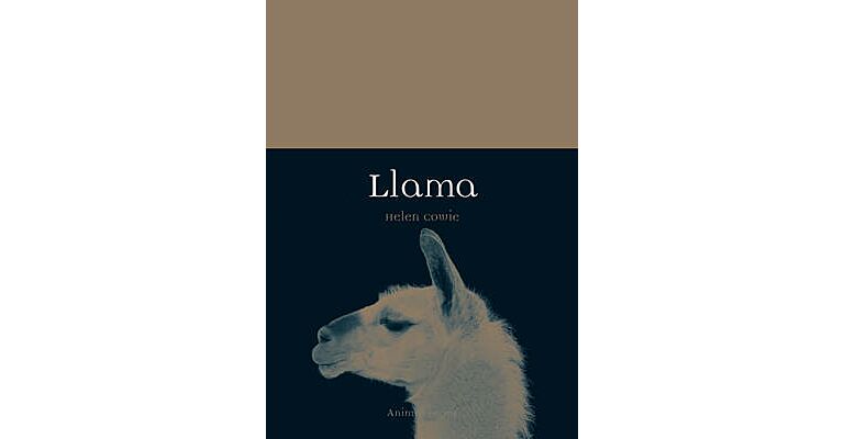 Llama