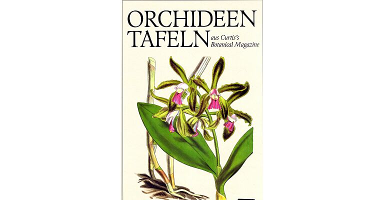 Orchideen tafeln - Aus Curti's Botanical Magazine