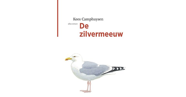 De Zilvermeeuw