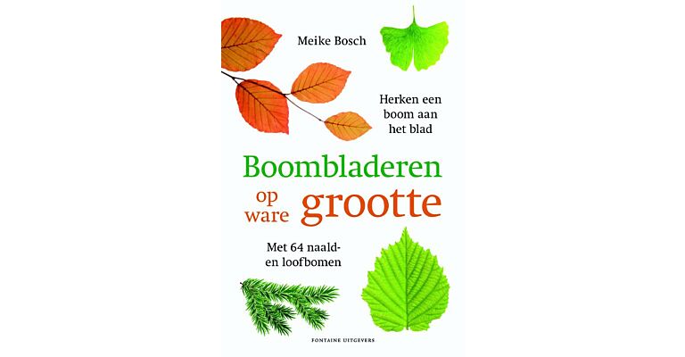Boombladeren op ware grootte - Herken een boom aan het blad