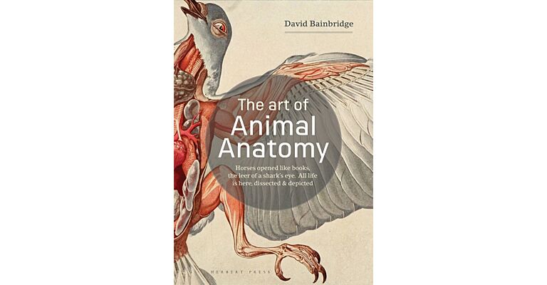 The Art of Animal Anatomy