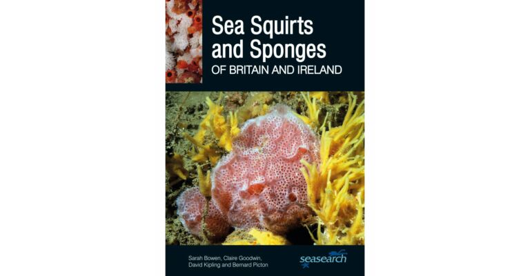 Sea Squirts and Sponges of Britain and Ireland