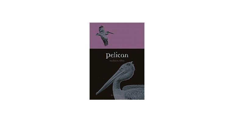 Pelican