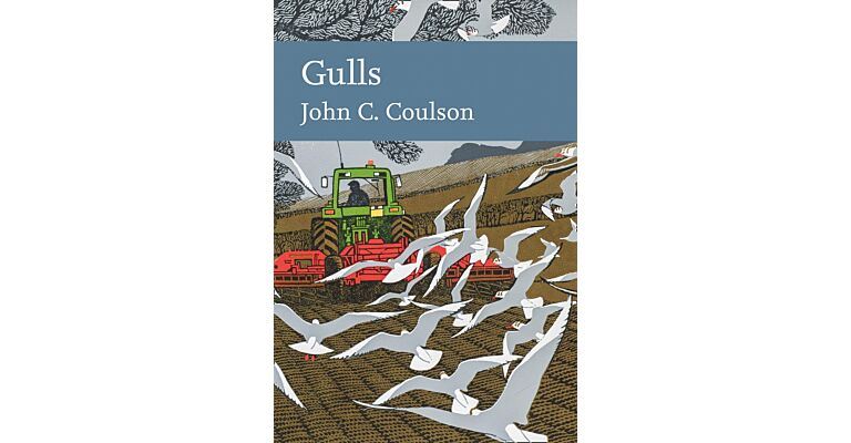 Gulls