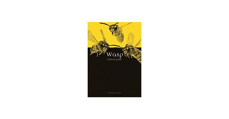 Wasp