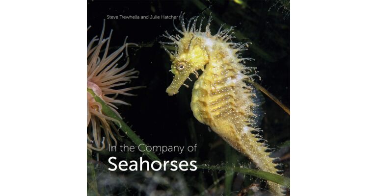 In the Company of Seahorses