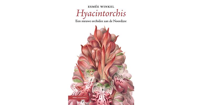 Hyacintorchis - Een nieuwe orchidee aan de Noordzee