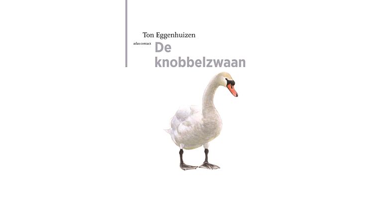 De Knobbelzwaan