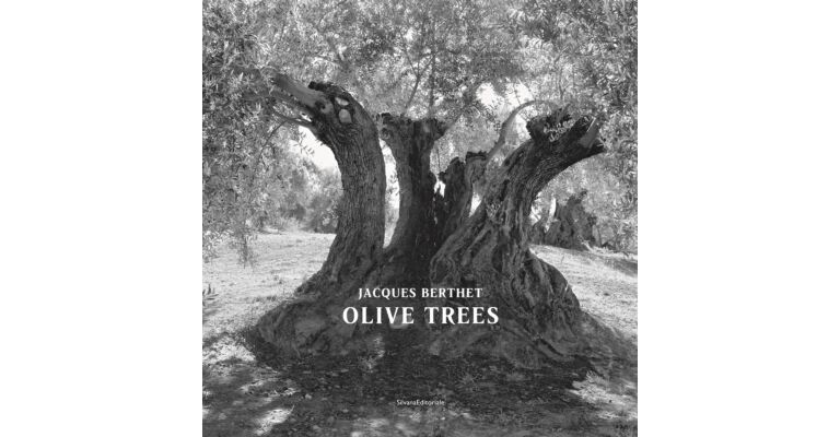 Jacques Berthet - Olive Trees