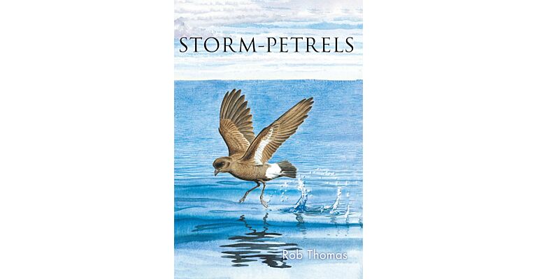Storm-petrels (July 2024)