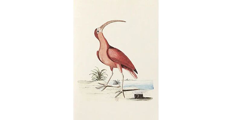 Notebook Collection of Various Birds