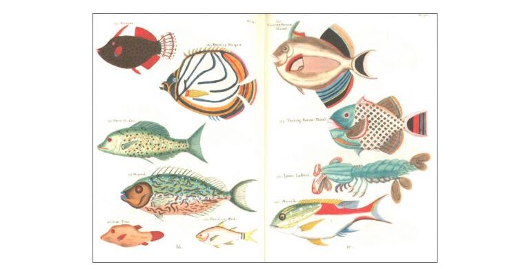 Notebook Fishes and Crabs