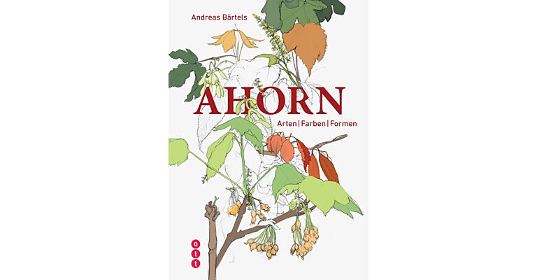 Ahorn: Arten, Farben, Formen