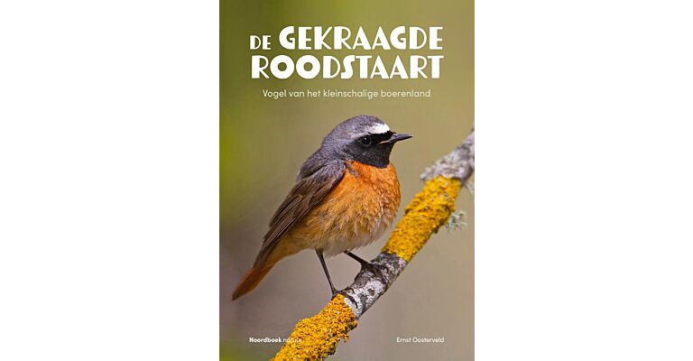 De gekraagde roodstaart