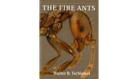 The Fire Ants