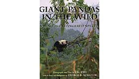 Giant Pandas In The Wild Saving An Endangered Species