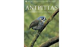 Antpittas