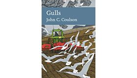 Gulls